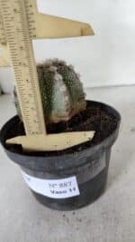 ASTROPHYTUM ASTERIAS Nº 887 – vaso 11 - Imagem 6