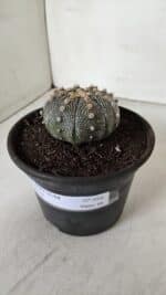 ASTROPHYTUM ASTERIAS Nº 888 – vaso 15 - Imagem 11