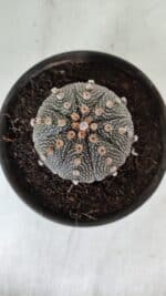 ASTROPHYTUM ASTERIAS Nº 888 – vaso 15 - Imagem 5