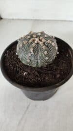 ASTROPHYTUM ASTERIAS Nº 888 – vaso 15 - Imagem 10