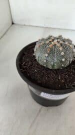 ASTROPHYTUM ASTERIAS Nº 888 – vaso 15 - Imagem 8