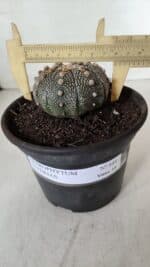 ASTROPHYTUM ASTERIAS Nº 888 – vaso 15 - Imagem 6