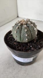 ASTROPHYTUM ASTERIAS Nº 892 – vaso 11 - Imagem 10