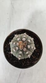 ASTROPHYTUM ASTERIAS Nº 892 – vaso 11 - Imagem 9