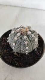 ASTROPHYTUM ASTERIAS Nº 892 – vaso 11 - Imagem 8