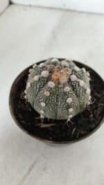 ASTROPHYTUM ASTERIAS Nº 892 – vaso 11 - Imagem 7