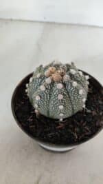 ASTROPHYTUM ASTERIAS Nº 892 – vaso 11 - Imagem 3