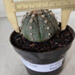 ASTROPHYTUM ASTERIAS Nº 892 – vaso 11