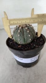 ASTROPHYTUM ASTERIAS Nº 892 – vaso 11