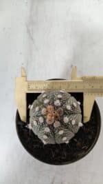 ASTROPHYTUM ASTERIAS Nº 892 – vaso 11 - Imagem 4