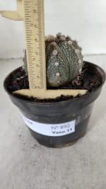 ASTROPHYTUM ASTERIAS Nº 892 – vaso 11 - Imagem 6