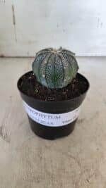 ASTROPHYTUM ASTERIAS Nº 951 – vaso 09 - Imagem 2