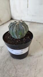 ASTROPHYTUM ASTERIAS Nº 951 – vaso 09 - Imagem 6