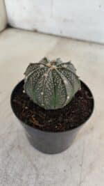 ASTROPHYTUM ASTERIAS Nº 951 – vaso 09 - Imagem 9