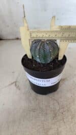 ASTROPHYTUM ASTERIAS Nº 951 – vaso 09 - Imagem 7