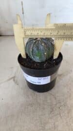 ASTROPHYTUM ASTERIAS Nº 951 – vaso 09 - Imagem 4
