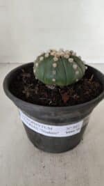ASTROPHYTUM ASTERIAS "NUDUM"  Nº 883 – vaso 15 - Imagem 2