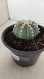 ASTROPHYTUM ASTERIAS "NUDUM"  Nº 883 – vaso 15 - Imagem 8