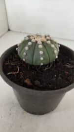 ASTROPHYTUM ASTERIAS "NUDUM"  Nº 883 – vaso 15 - Imagem 7