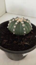 ASTROPHYTUM ASTERIAS "NUDUM"  Nº 883 – vaso 15 - Imagem 6