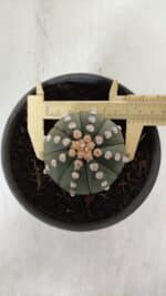 ASTROPHYTUM ASTERIAS "NUDUM"  Nº 883 – vaso 15 - Imagem 5