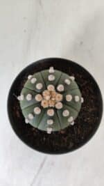 ASTROPHYTUM ASTERIAS "NUDUM"  Nº 885 – vaso 11 - Imagem 3