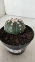 ASTROPHYTUM ASTERIAS "NUDUM"  Nº 885 – vaso 11 - Imagem 9