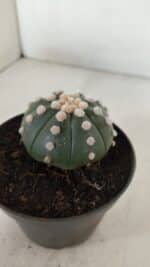 ASTROPHYTUM ASTERIAS "NUDUM"  Nº 885 – vaso 11 - Imagem 8