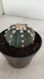 ASTROPHYTUM ASTERIAS "NUDUM"  Nº 885 – vaso 11 - Imagem 7