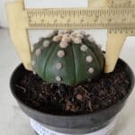 ASTROPHYTUM ASTERIAS "NUDUM"  Nº 885 – vaso 11