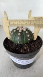 ASTROPHYTUM ASTERIAS "NUDUM"  Nº 885 – vaso 11