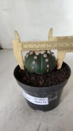 ASTROPHYTUM ASTERIAS "NUDUM"  Nº 885 – vaso 11 - Imagem 6