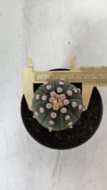 ASTROPHYTUM ASTERIAS "NUDUM"  Nº 885 – vaso 11 - Imagem 5