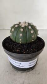ASTROPHYTUM ASTERIAS "NUDUM"  Nº 889 – vaso 11 - Imagem 2