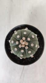 ASTROPHYTUM ASTERIAS "NUDUM"  Nº 889 – vaso 11 - Imagem 3