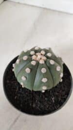 ASTROPHYTUM ASTERIAS "NUDUM"  Nº 889 – vaso 11 - Imagem 7