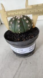 ASTROPHYTUM ASTERIAS "NUDUM"  Nº 889 – vaso 11