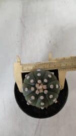 ASTROPHYTUM ASTERIAS "NUDUM"  Nº 889 – vaso 11 - Imagem 5