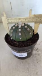 ASTROPHYTUM ASTERIAS "Nudum" Nº 841 – vaso 11 - Imagem 7