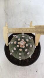 ASTROPHYTUM ASTERIAS "Nudum" Nº 841 – vaso 11 - Imagem 5