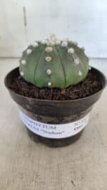 ASTROPHYTUM ASTERIAS "Nudum" Nº 841 – vaso 11 - Imagem 8