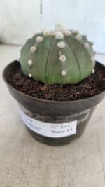 ASTROPHYTUM ASTERIAS "Nudum" Nº 841 – vaso 11 - Imagem 13