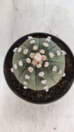 ASTROPHYTUM ASTERIAS "Nudum" Nº 841 – vaso 11 - Imagem 3