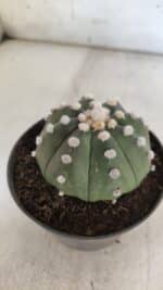 ASTROPHYTUM ASTERIAS "Nudum" Nº 841 – vaso 11 - Imagem 10