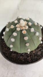 ASTROPHYTUM ASTERIAS "Nudum" Nº 841 – vaso 11 - Imagem 6