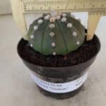 ASTROPHYTUM ASTERIAS "Nudum" Nº 841 – vaso 11