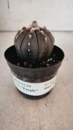 ASTROPHYTUM ASTERIAS “Purple” Nº 846 – vaso 09 - Imagem 2