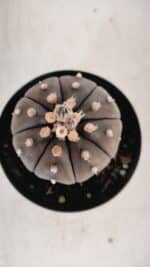 ASTROPHYTUM ASTERIAS “Purple” Nº 846 – vaso 09 - Imagem 10