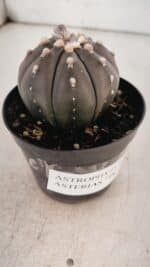 ASTROPHYTUM ASTERIAS “Purple” Nº 846 – vaso 09 - Imagem 8