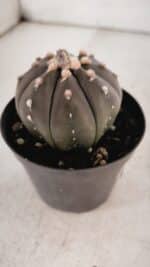 ASTROPHYTUM ASTERIAS “Purple” Nº 846 – vaso 09 - Imagem 7